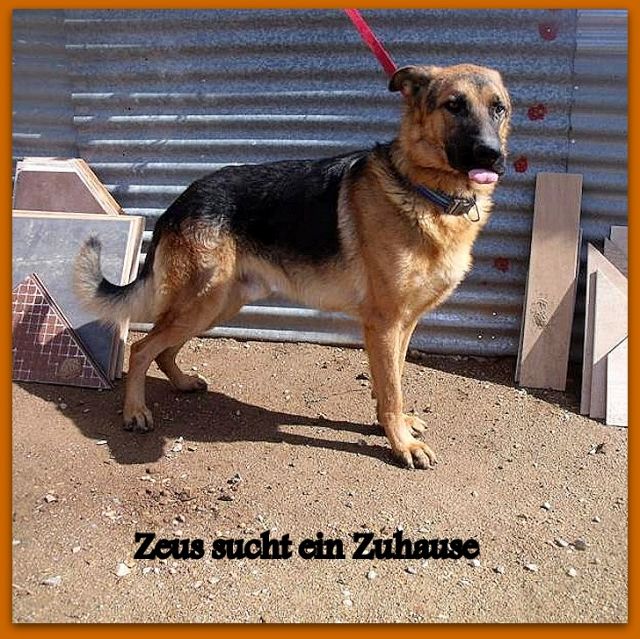 Tiere In Not Kleinanzeigen Tiere In Not Annoncen Tiere In Not