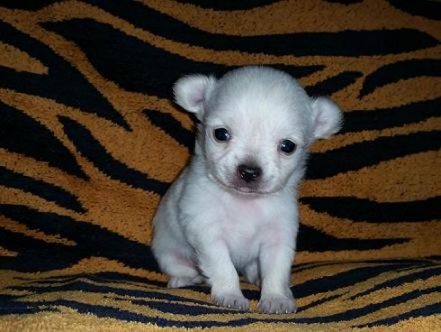 Kleiner Weißer Chihuahua Rüde sucht sein neues Rudel | kleintiermarkt.com