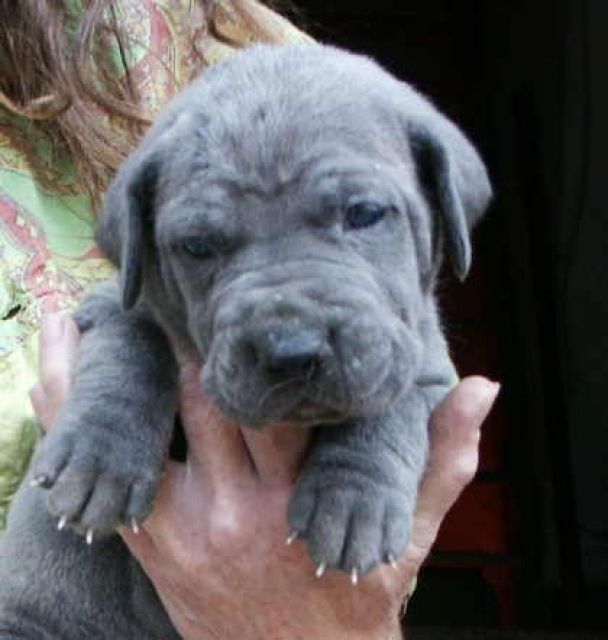 Dogge Molosser Deutsche Saupacker Welpen blau