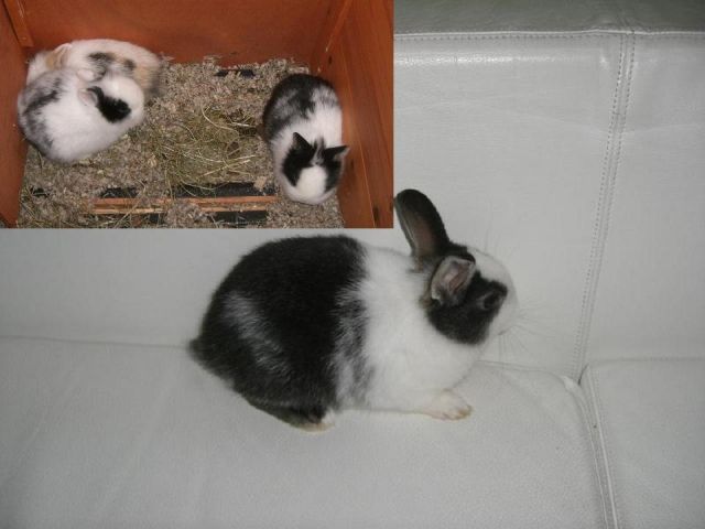 Zwerglöwenkaninchen Zwerglöwenkaninchen