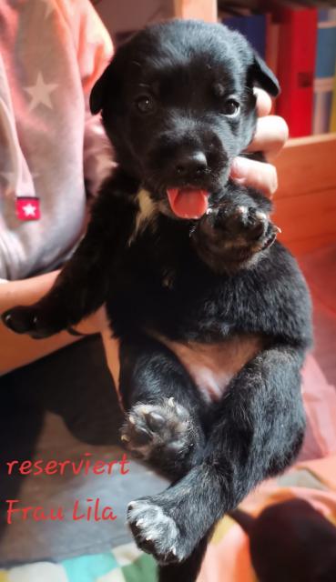 Labrador-Schäferhund Welpen - Haustiere - Sukow