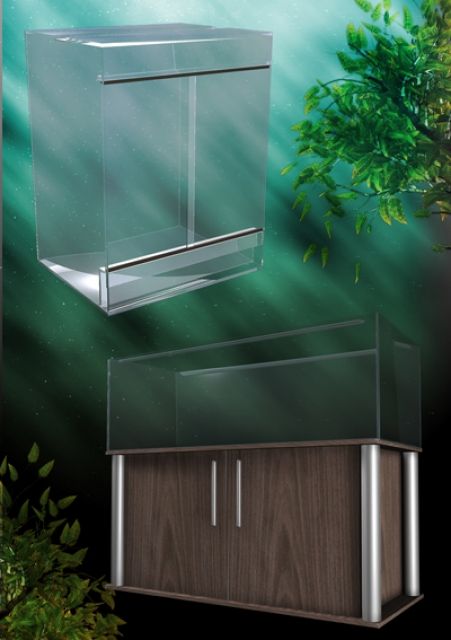 Jemenchamäleons Baby von 11/2011 DNZ  - Reptilien - Dillingen