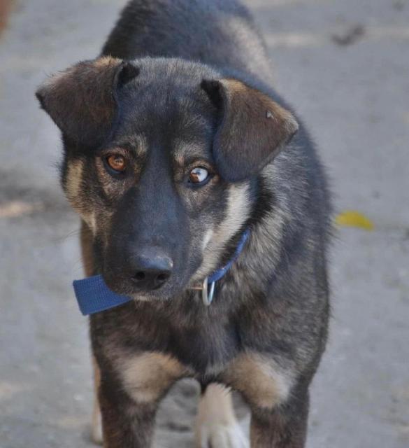 Elios ist ein freundlicher Familienhund mit tollen Augen - Hunde - Hünfelden