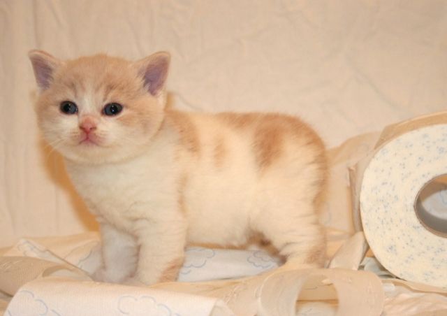 Zathura - ein Prinz in creme-weiß - Katzen - Herrieden