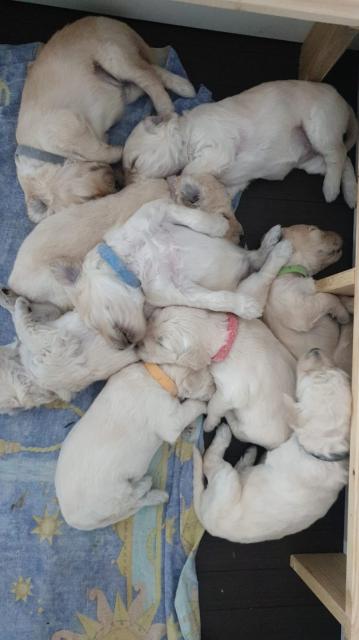 Goldendoodle Welpen Standard F1b mit Papieren in 89079 Ulm kontrollierte Zucht - Hunde - Baden-Württemberg - Ulm