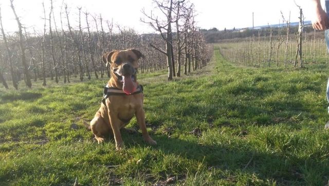 HILFE DRINGEND - Tiere In Not - Dresden
