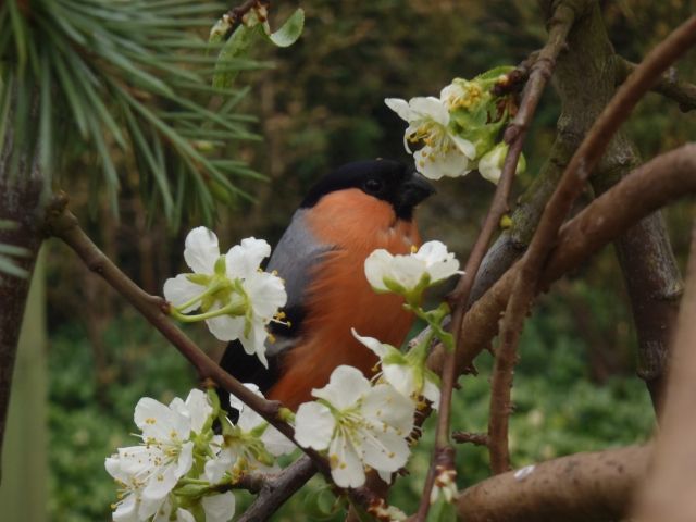 Dompfaffen - Voegel - Ankum