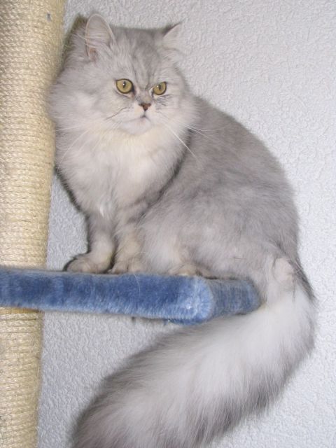 Perserkater  Deckkater  silver-shaded - Katzen - Weitramsdorf
