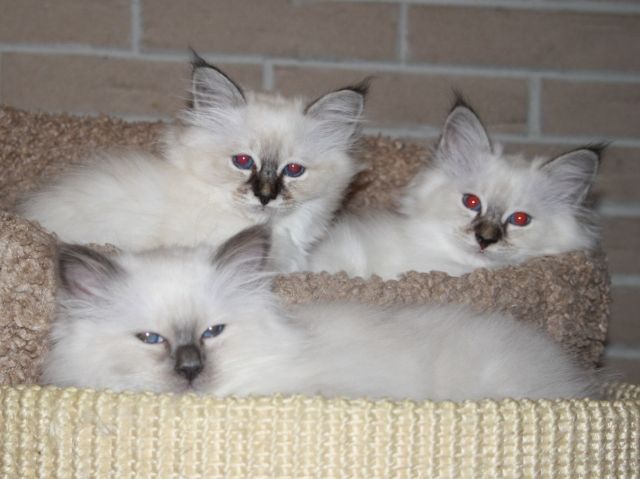 Birmatrio möchte das Abenteuer Neufamilie wagen - Katzen - Berlin