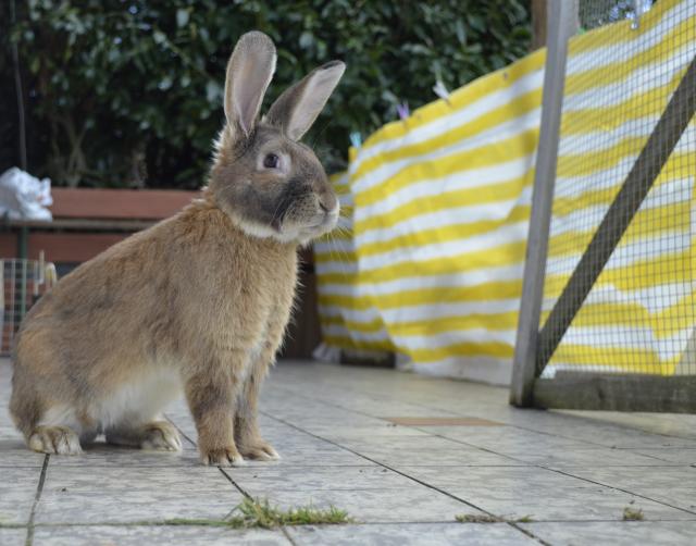 Oliver(kastriert, geimpft) sucht deutschlandweit ein neues Zuhause  - Hasen Kaninchen - Neunkirchen-Seelscheid