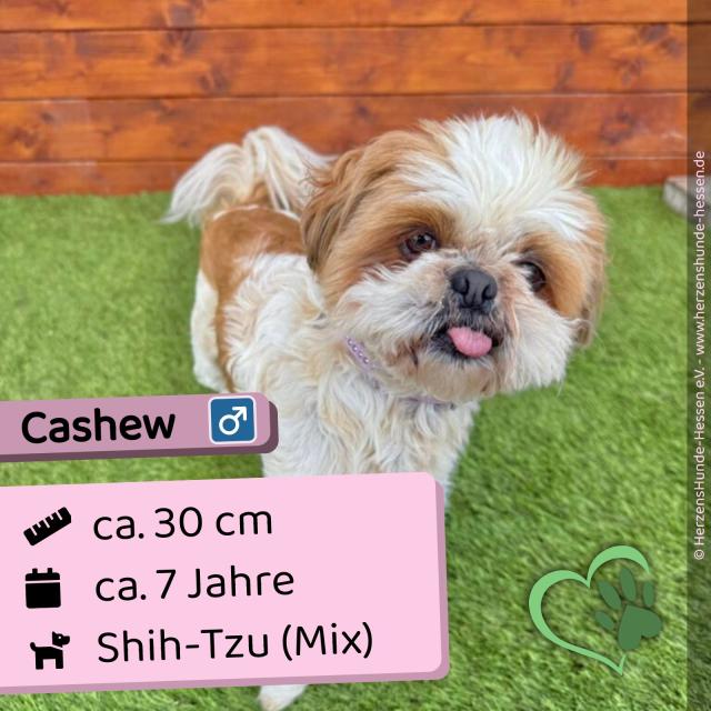 Cashew (m), 7 Jahre, 30 cm, Slowakei - Hunde - Nova Bana