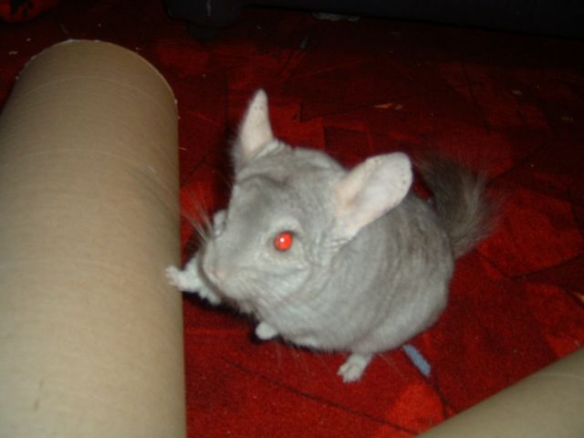 2 knuffige Chinchillas/ 2 Käfige mit kompletter Innenausstattung - Nagetiere Allgemein - Dresden