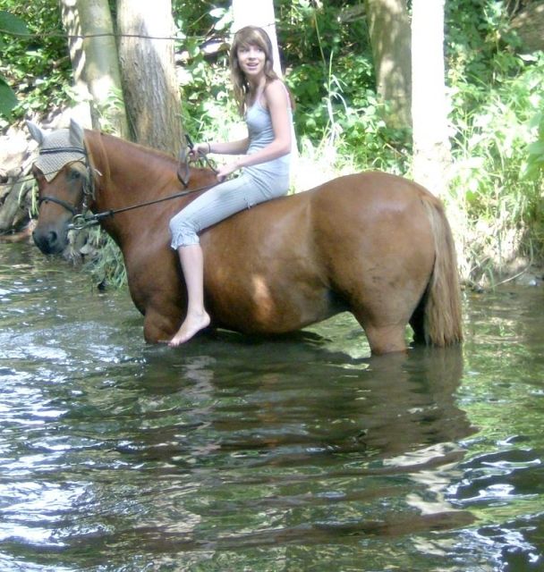 Suche für mein Tunierpferd eine Reitbeteiligung - Pferde - Moringen   schnedinghausen 