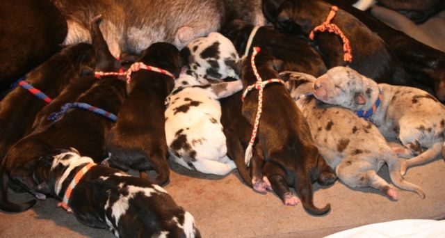 Deutsche Doggen Welpen suchen Ihr Zuhause - Hunde - Wolkramshausen