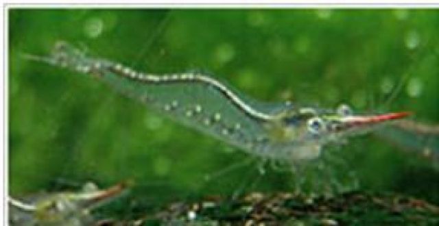 Nashorngarnele  Caridina gracilirostris  - Fische - Bottrop