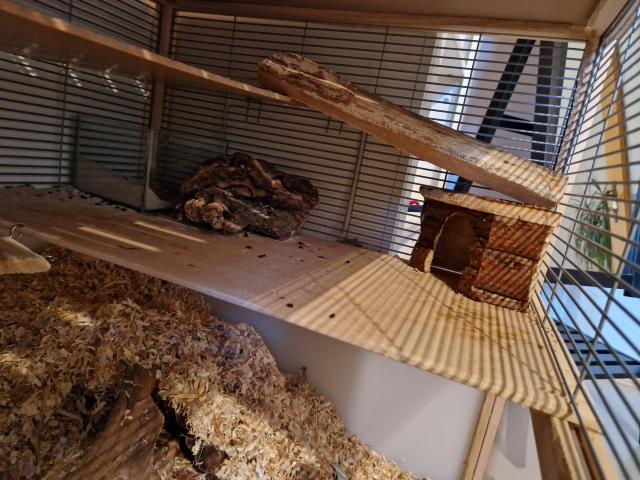 Nagarium Rennmauskäfig Kleintierkäfig mit 3 Rennmäusen - Maeuse - Teisendorf