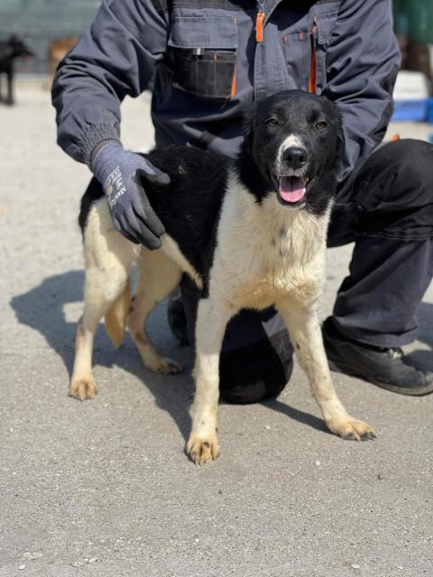 Thea, junge Hündin - Tiere In Not - Markranstädt