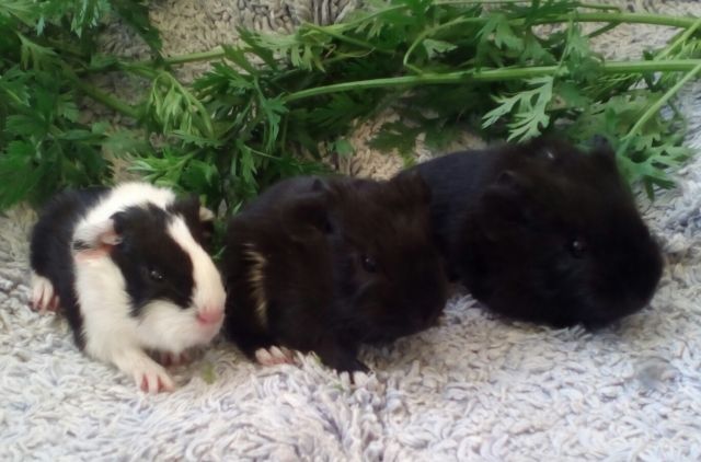 Junge Meerschweinchen Weibchen abzugeben - Haustiere - Olpe