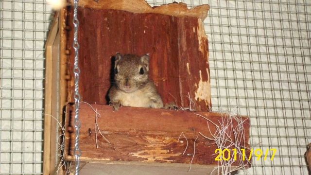 Chessy sucht  ein neues Zuhause - Nagetiere Allgemein - Manching/Forstwiesen