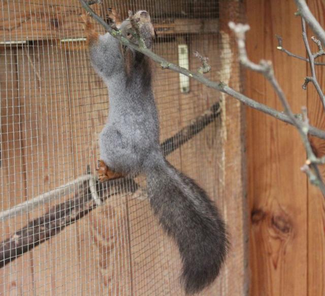  Sibirische Eichhörnchen - Sonst Nagetiere - Petershagen