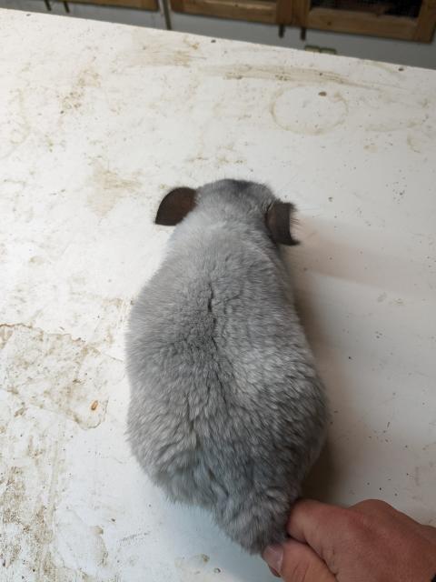 Chinchillas  - Nagetiere Allgemein - Künzelsau 