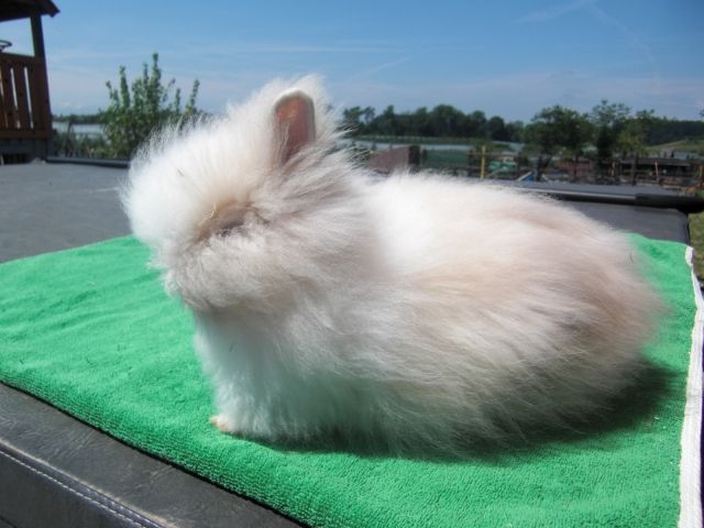 Weißes Teddyzwerghäschen -männlich- zu verkaufen - Hasen Kaninchen - Friedrichshafen-Ailingen