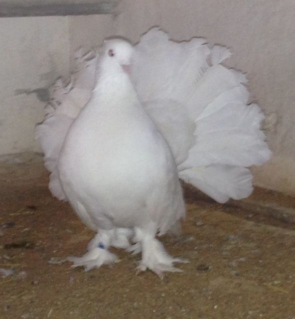 Indische Pfautauben  Hochzeitstauben  Preis VB - Voegel - Schwabach