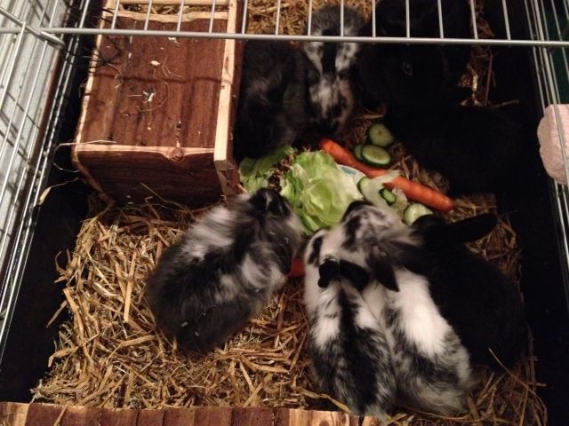 Zwergkaninchenbabys abzugeben  - Hasen Kaninchen - Hannover