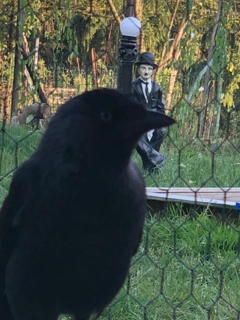 Rabenvogel , Dohle , Elster ....gesucht - Voegel - Delligsen 