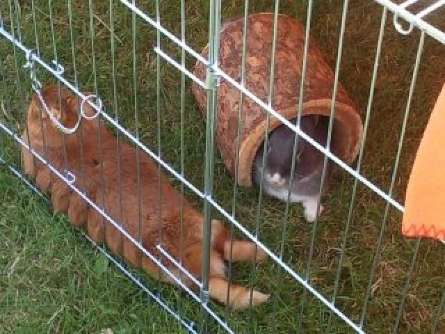 Freigehege für Kaninchen - Sonst Nagetiere - Mandelbachtal