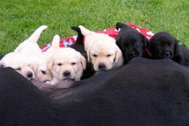  Reinrassige Labrador Welpen   - Hunde - Essen