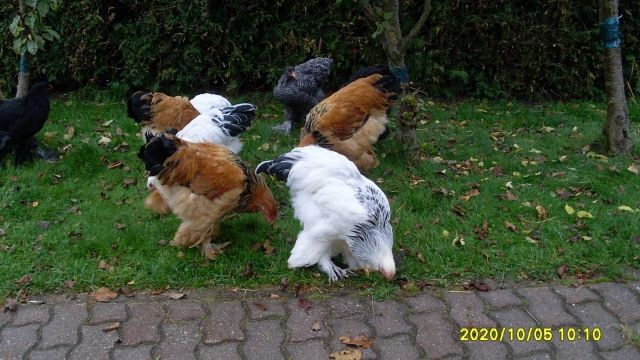 Riesen Brahma Hühner - Sonstige Nutztiere - Albaching