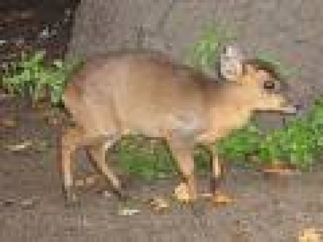 Muntjak reevesi - Sonstiges - Hiddenhausen