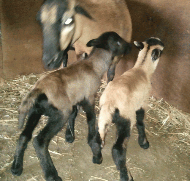 4 Kamerunschafe Bocklämmer zu verkaufen - Nutztiere - Ottenstein