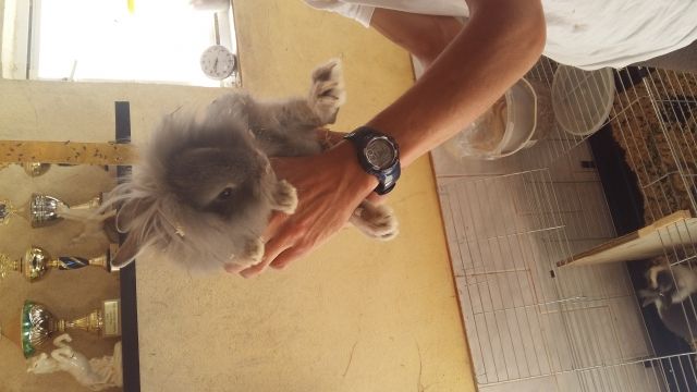 Verkaufe Babyhasen  - Hasen Kaninchen - Kämmerich 