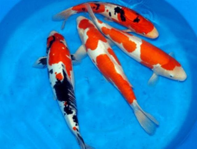 Versand von Teichfischen // Fa.Fördefisch - Fische - Handewitt