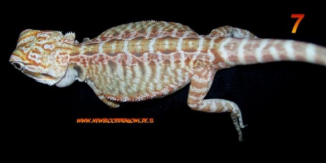 Bartagamen , Hypos, Leatherbacks - Reptilien - Mönchengladbach