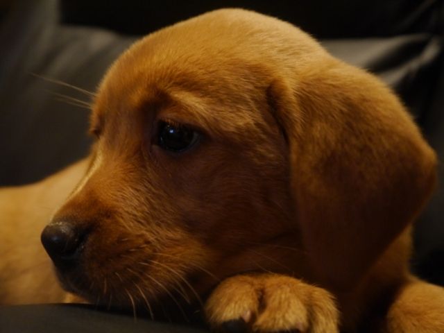 Labradorwelpen foxred - Nutztiere - Hofbieber