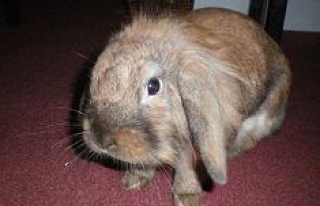 Liebes zutrauliches Zwergkaninchen abzugeben weibl.  - Hasen Kaninchen - Fürstenwalde
