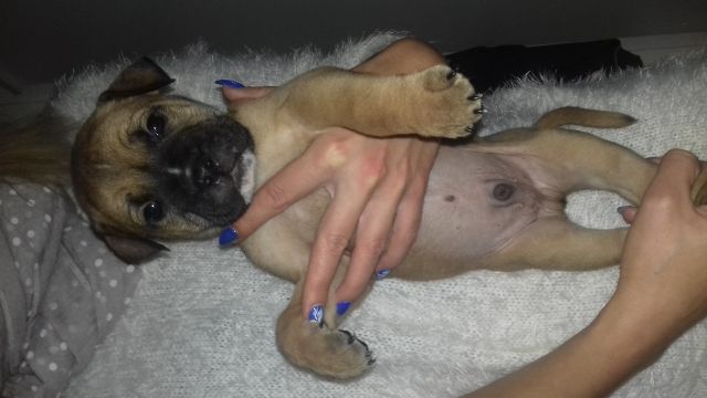 Old englisch/American Bulldoggs  - Hunde - Stendal