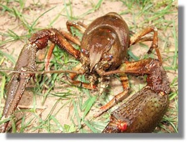 Krebse für Ihren Gartenteich // Fa.Fördefisch - Fische - Handewitt