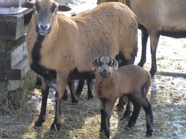 Kamerunschafe, Barbadosschaf , Jungtiere einzeln oder mit Mütter zu Verk. - Nutztiere - Werdau