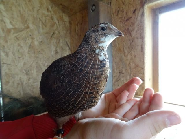 Wachteln Hahn Naturbrut Legewachtel Gockel Wachtel - Voegel - Tittmoning