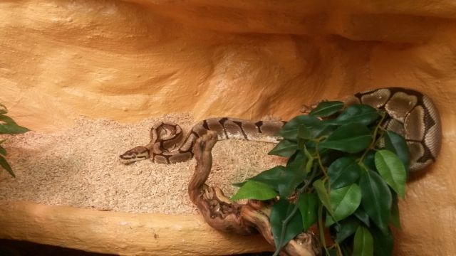 Königspyhton Spider Morphe mit oder ohne Terrarium - Reptilien - Köln