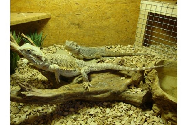 Verkaufe Bartagamen Paar - Reptilien - Freiberg Am NEckar