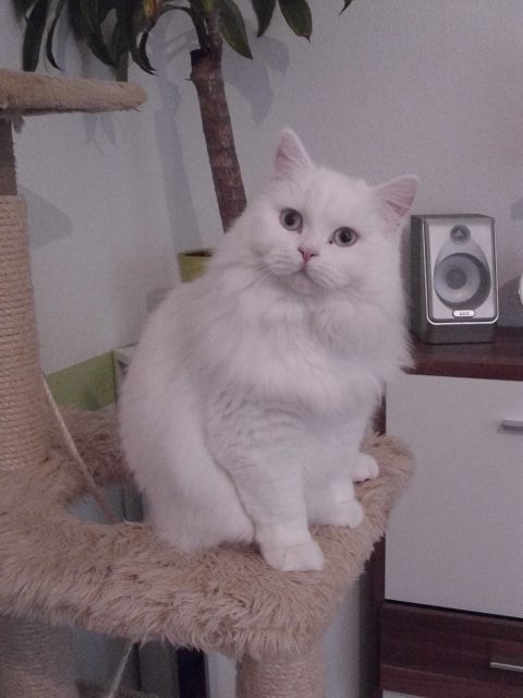 Angelo sucht ein neues Zuhause  - Katzen - Rötha