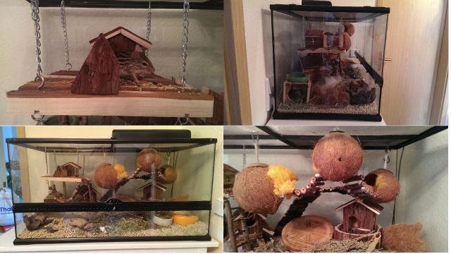 2 Streifenmäuse zu verschenken  - Maeuse - Zwickau