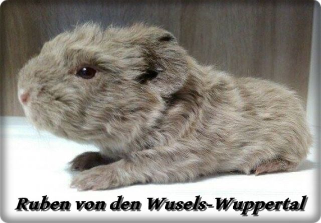 Merino Böckchen zur Abgabe - Meerschweinchen - Wuppertal