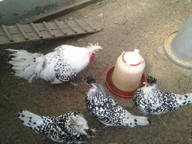 Appenzeller Spitzhauben  - Nutztiere - Brandenburg 