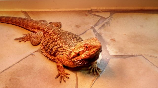 Farbbartagame - Reptilien - Oelsnitz